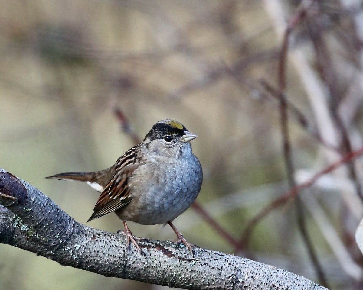 Golden-crowned Sparrow - ML512765651