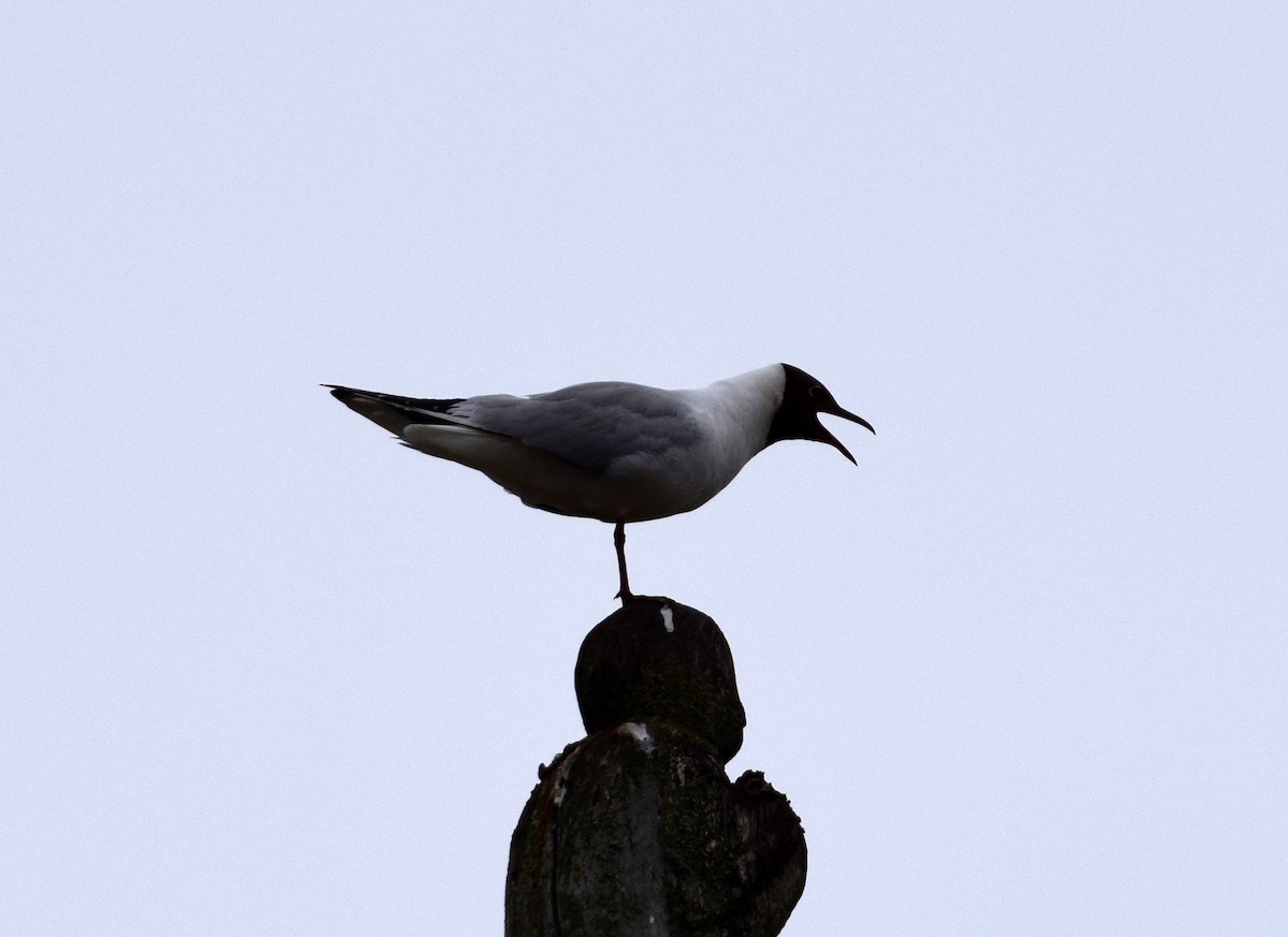 Mouette rieuse - ML512766691