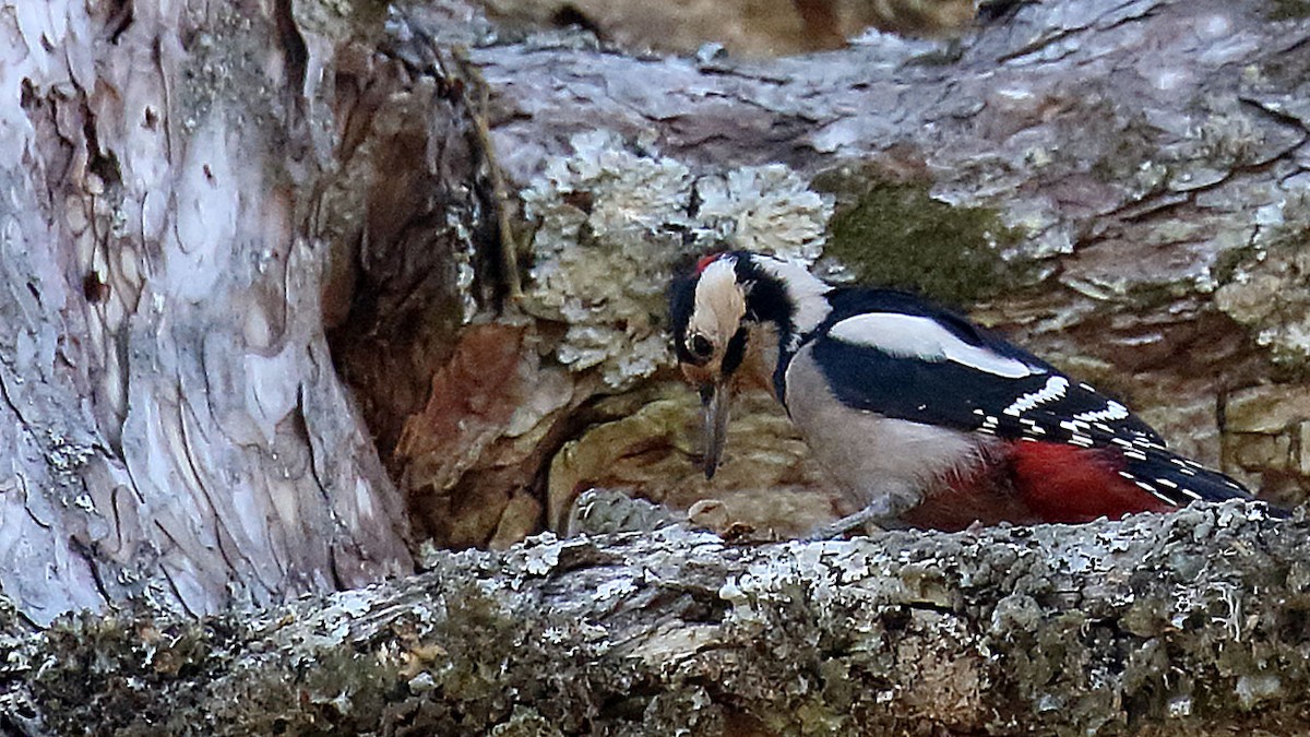 Great Spotted/Syrian Woodpecker - ML512769071