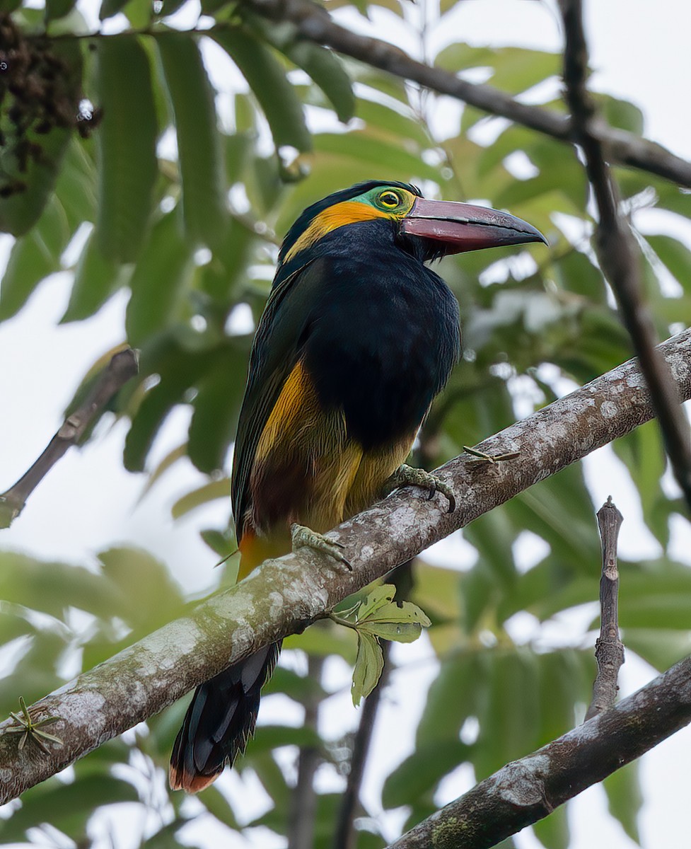 Golden-collared Toucanet (Red-billed) - Phil Bartley