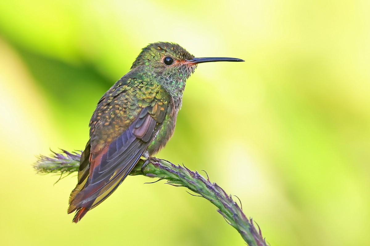 Rufous-tailed Hummingbird - Volker Hesse