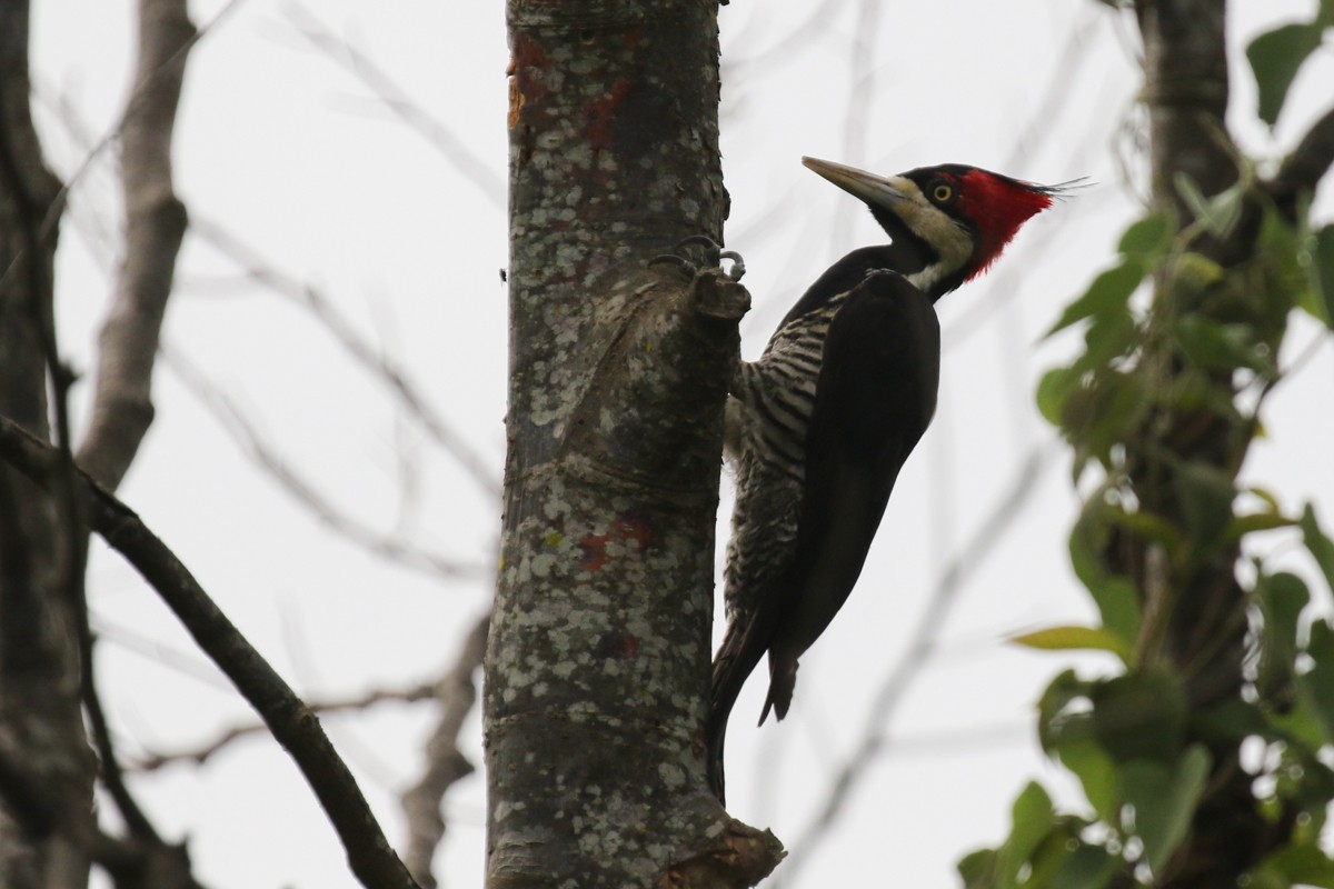 Crimson-crested Woodpecker - Raphael Lebrun