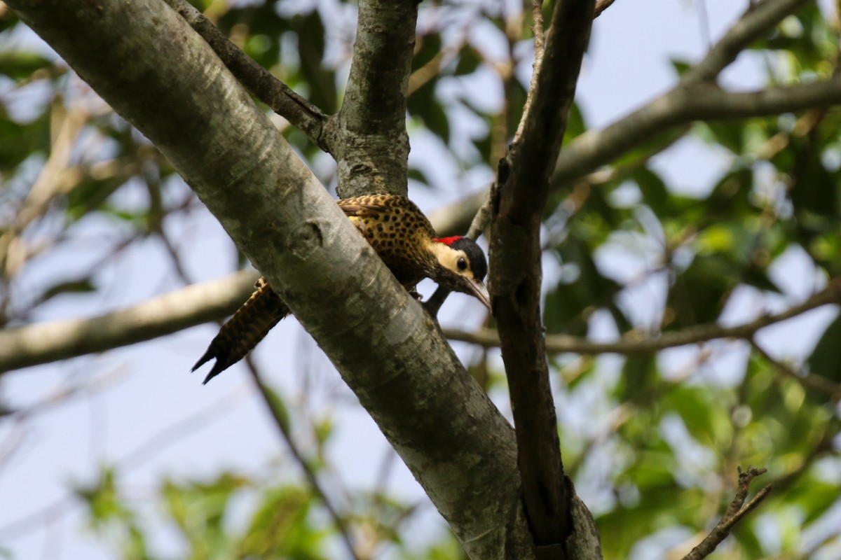 Green-barred Woodpecker - ML512778191