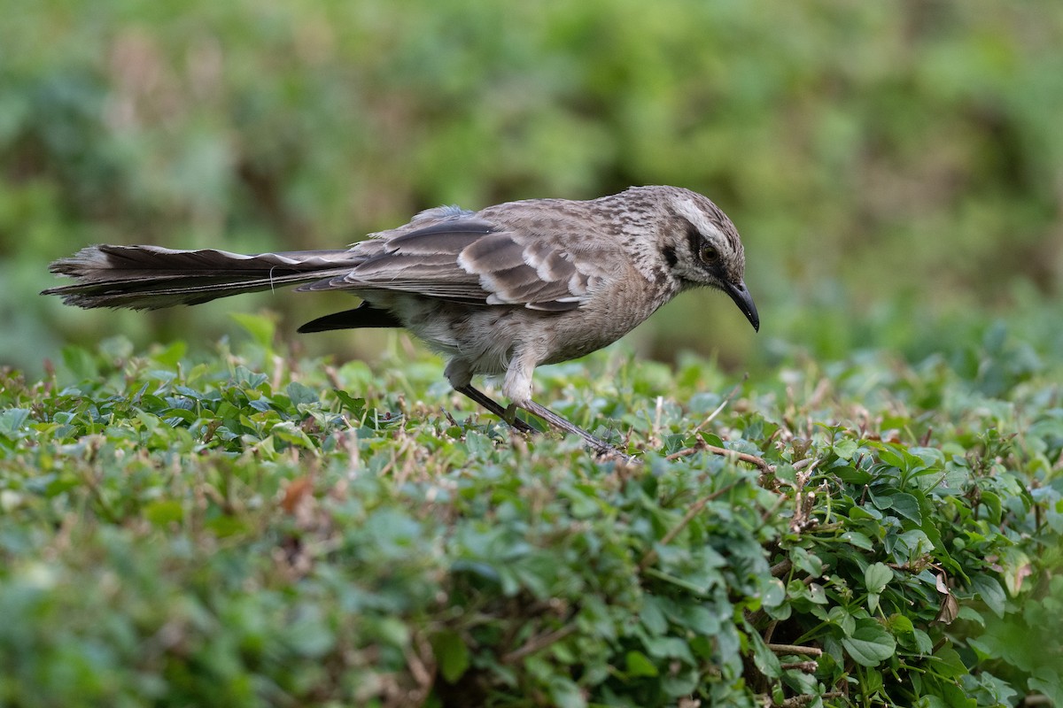 Long-tailed Mockingbird - ML512781811