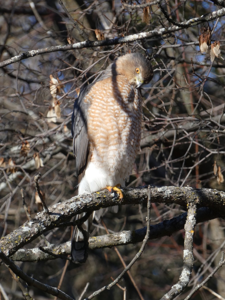 eBird Checklist - 13 Dec 2022 - Arboretum, Parcs de la Frayère et des ...