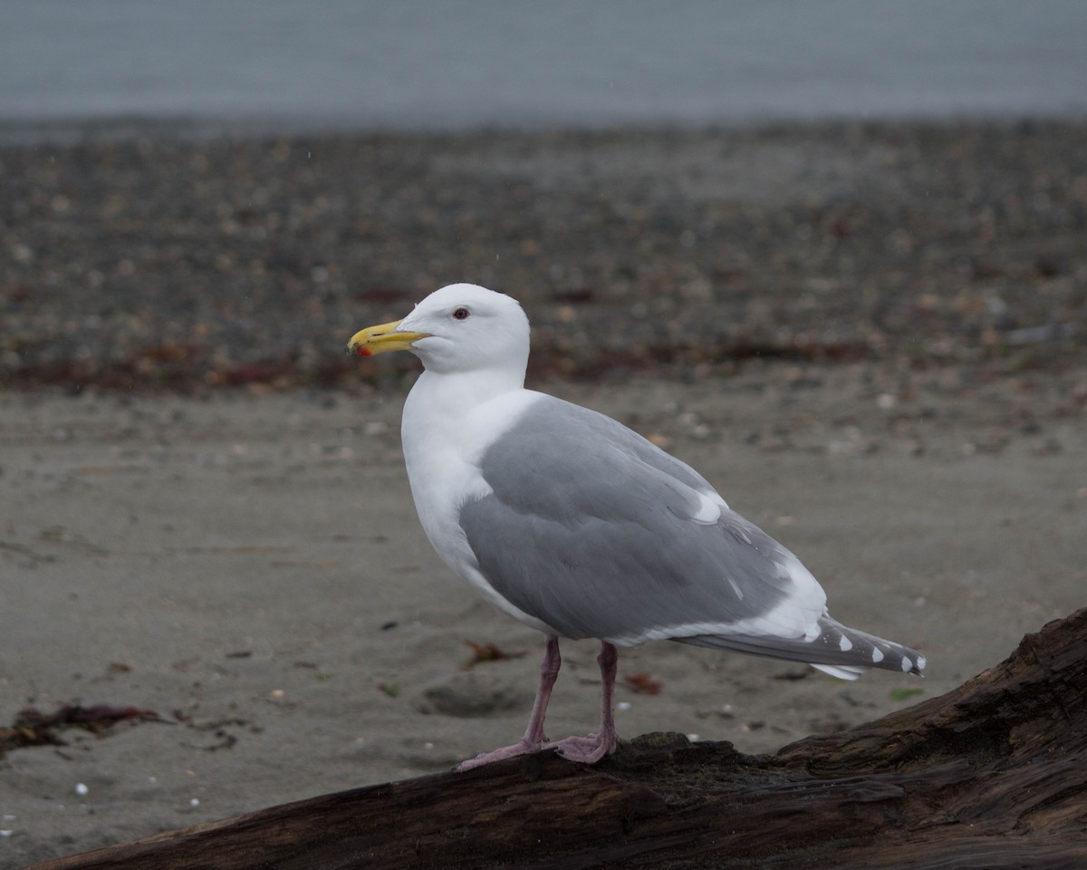 Glaucous-winged Gull - Joanne Dial
