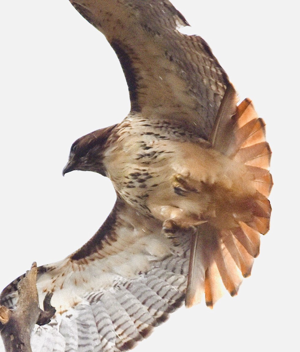 Red-tailed Hawk - ML512785671