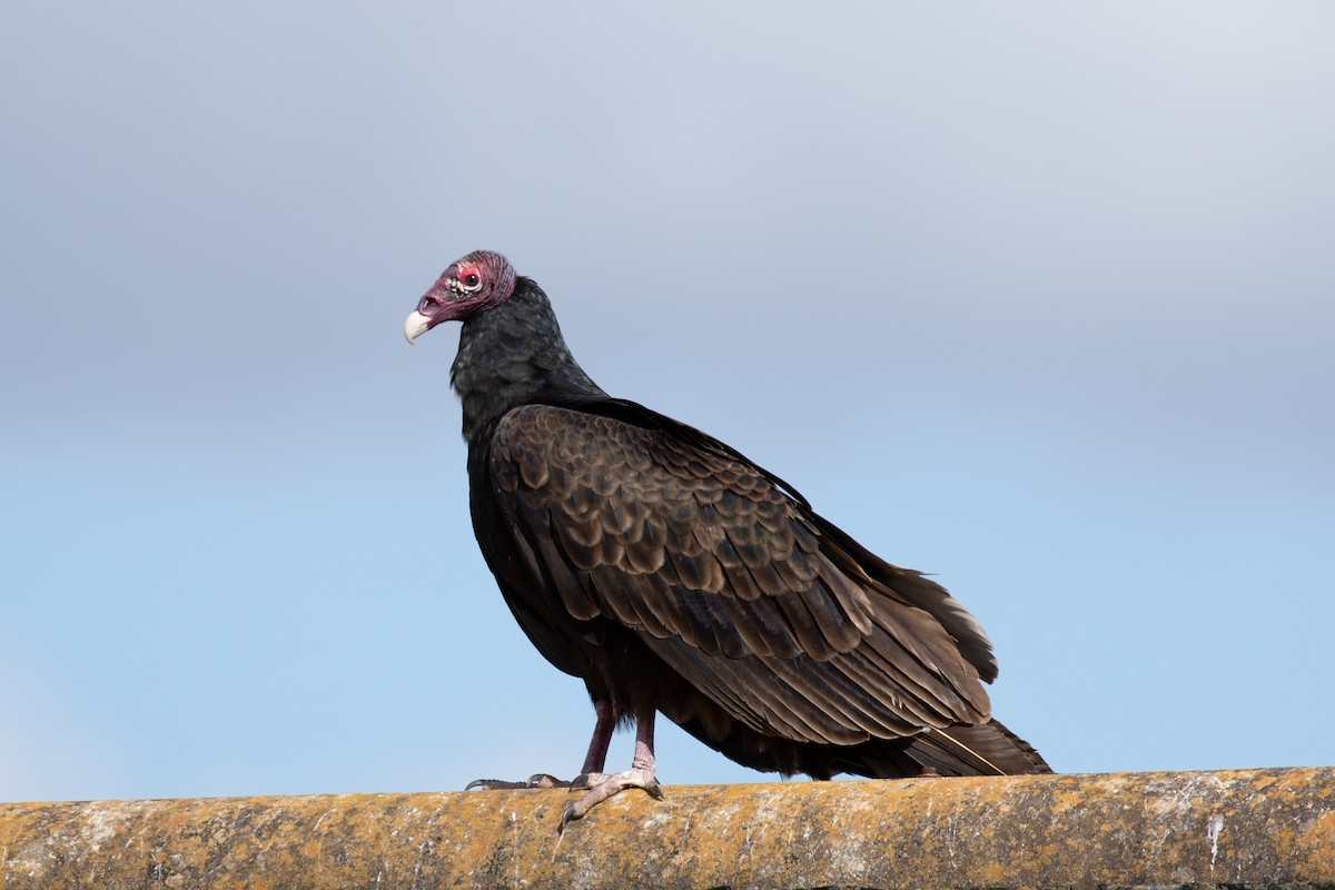 Turkey Vulture - ML512786651