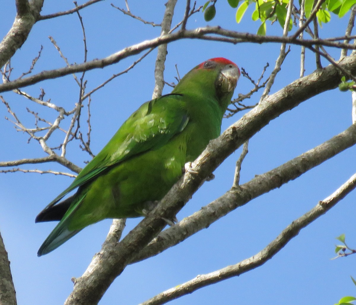 Pileated Parrot - ML512791561