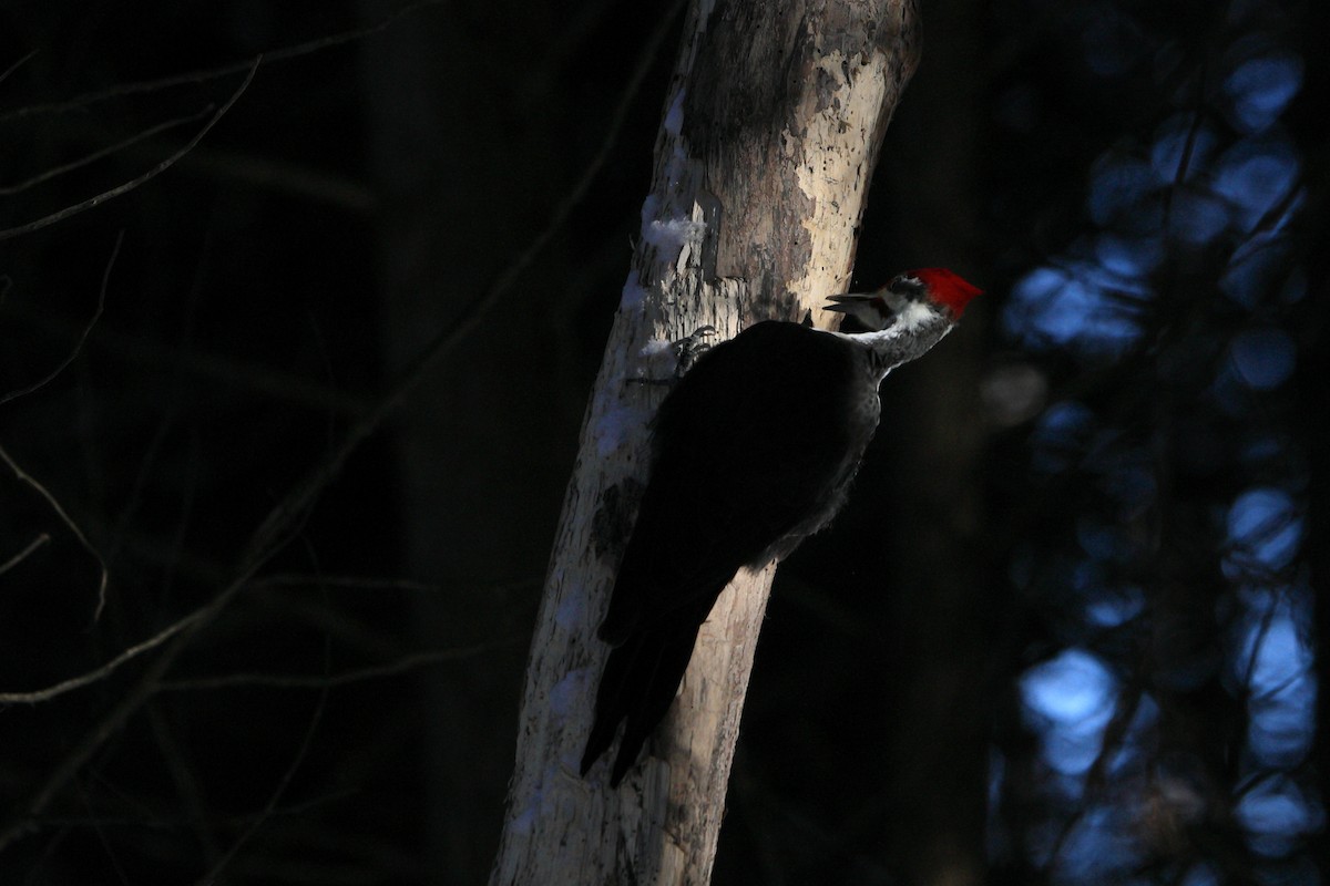 Pileated Woodpecker - ML512796661