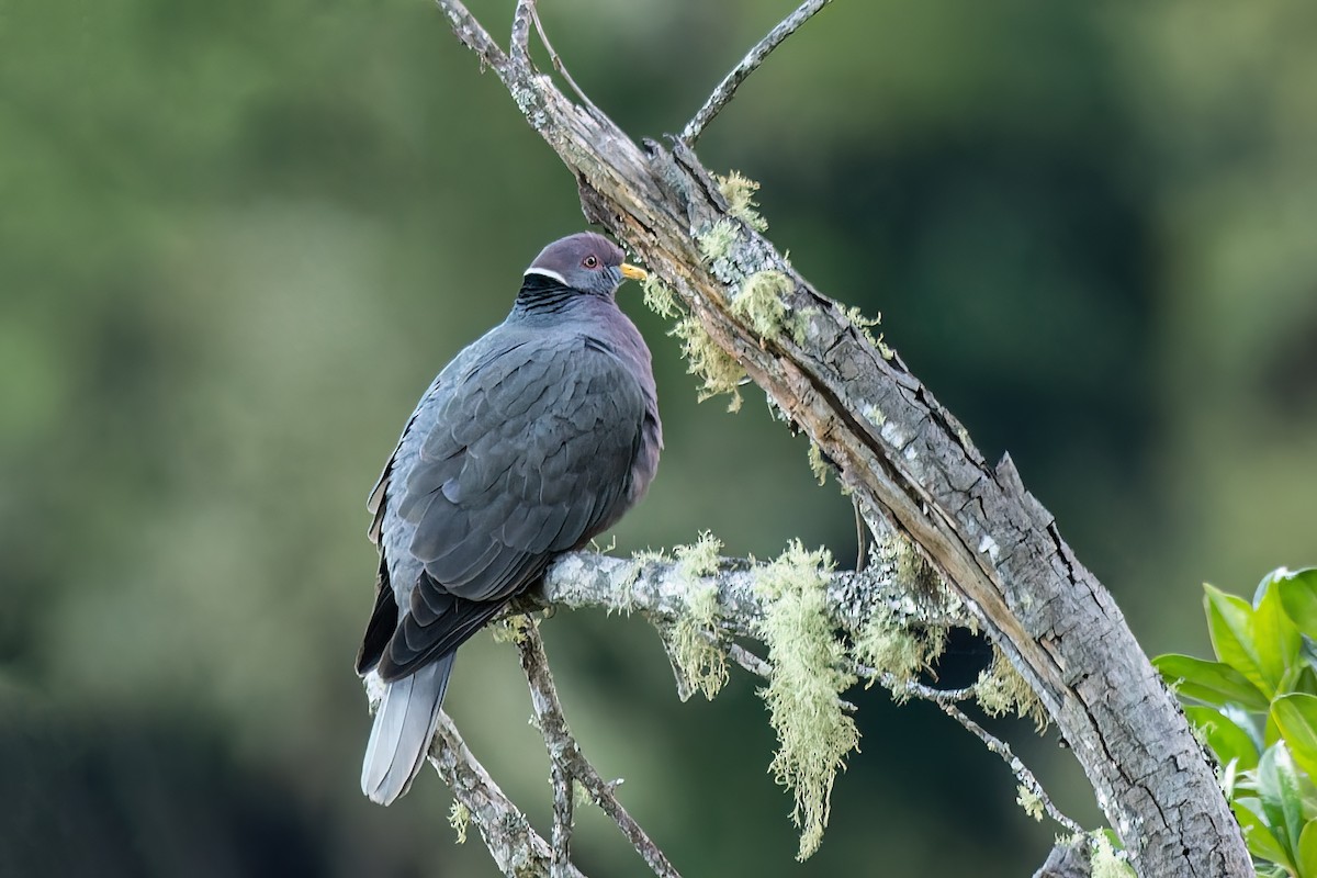 Band-tailed Pigeon - ML512796791