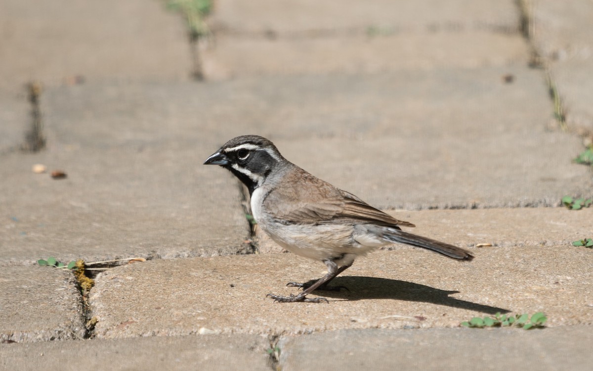 Black-throated Sparrow - ML512801571