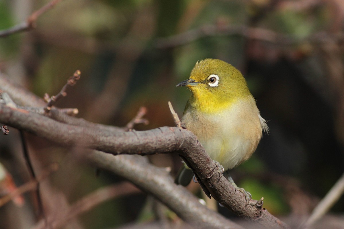 Warbling White-eye - Marshall Iliff