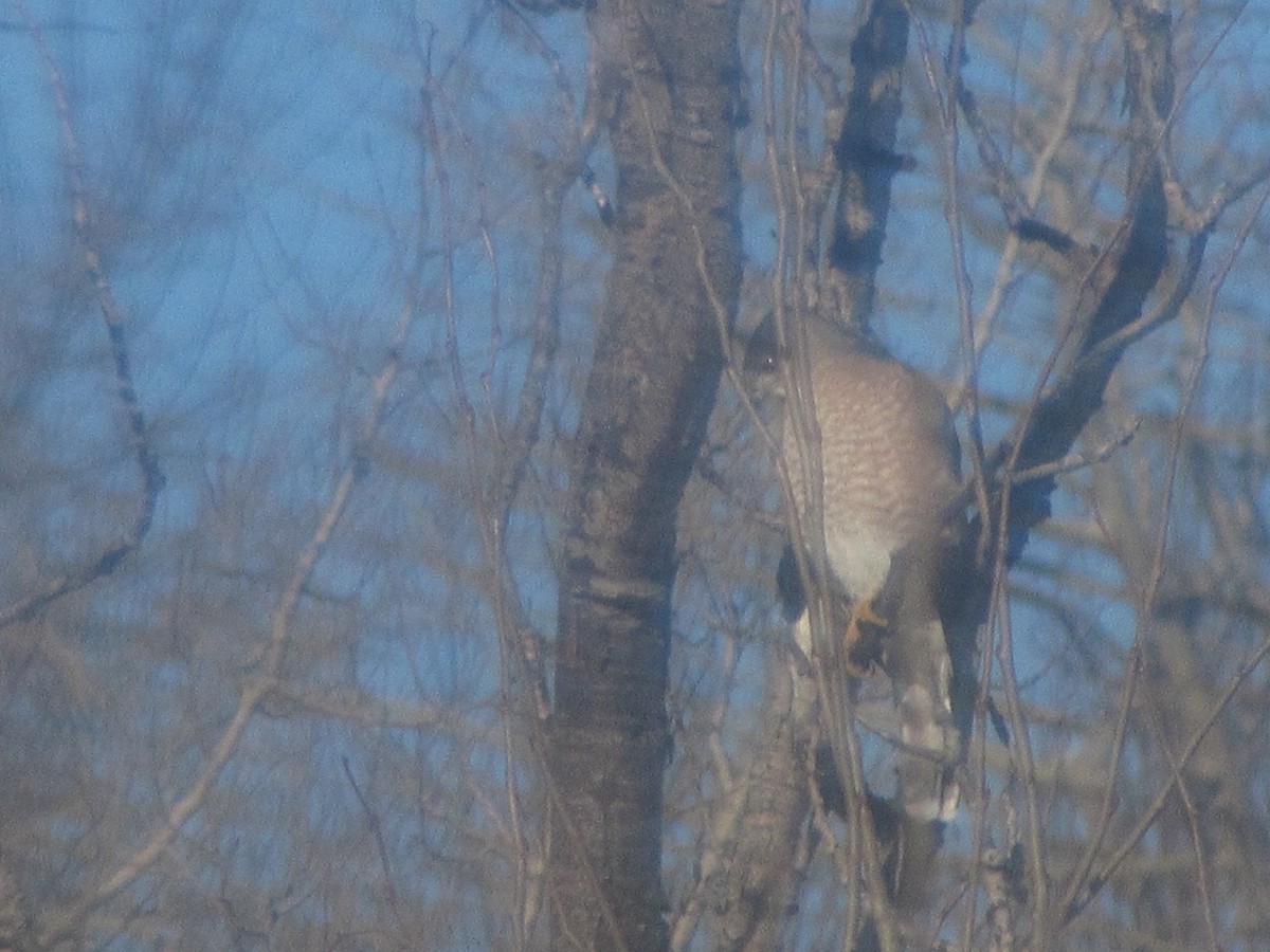 Vermont eBird Checklist 13 Dec 2022 210 Old Otis RD Danby Pond