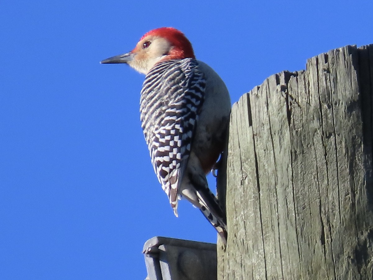 Red-bellied Woodpecker - Concetta Goodrich