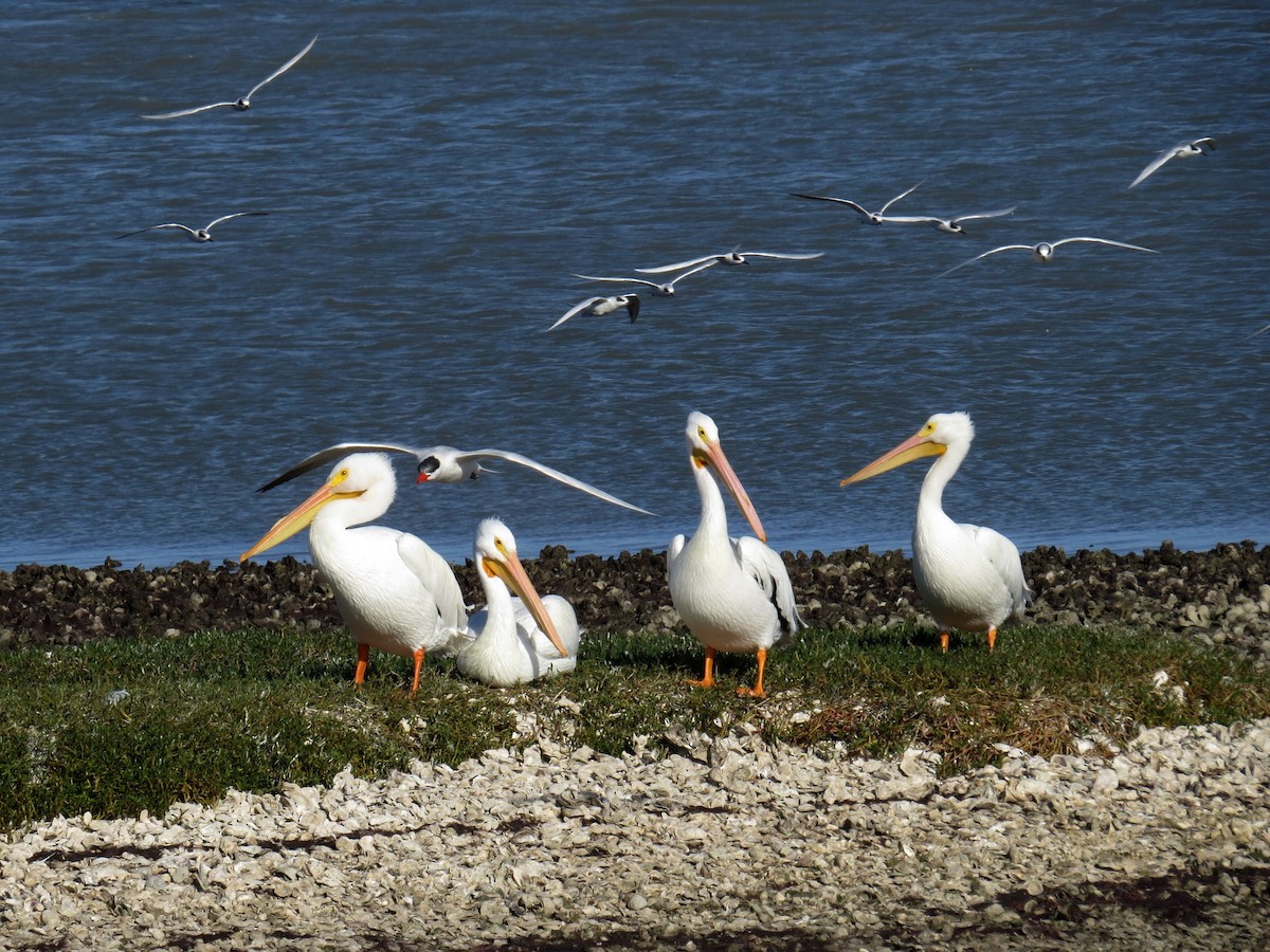 American White Pelican - WS Barbour