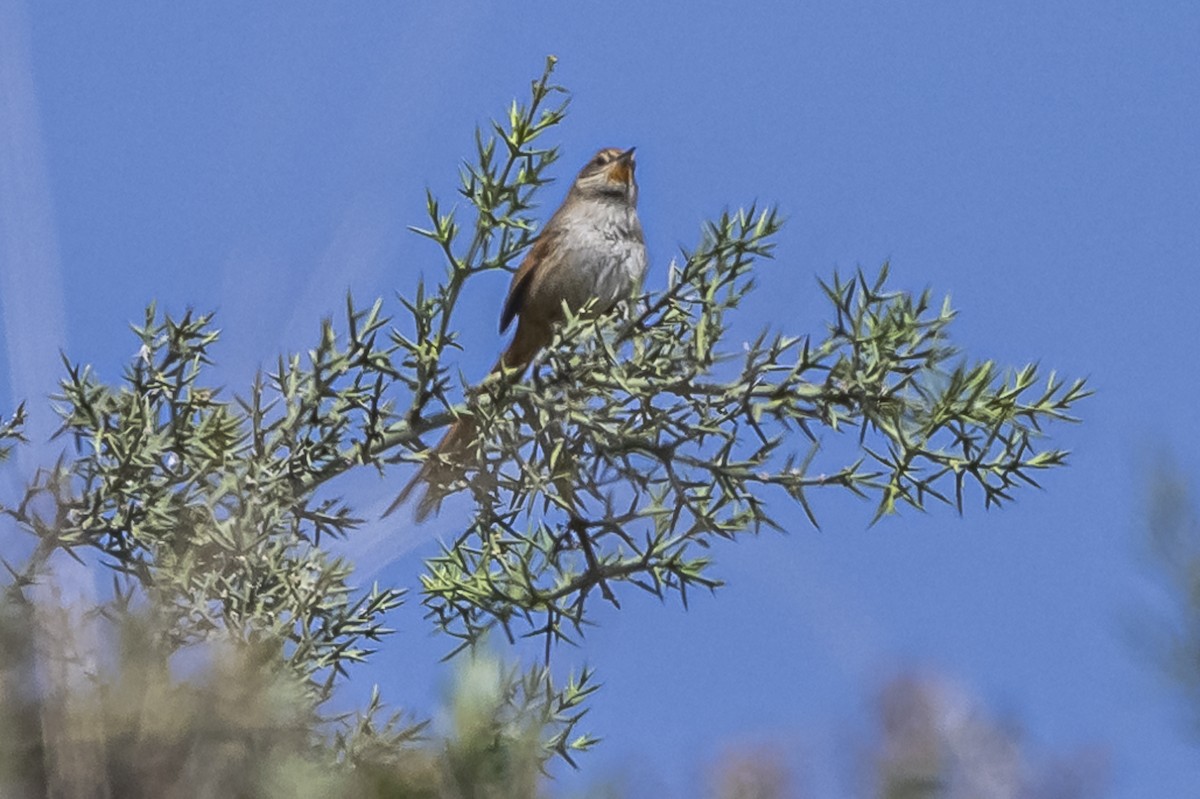 Rusty-fronted Canastero - ML512819071