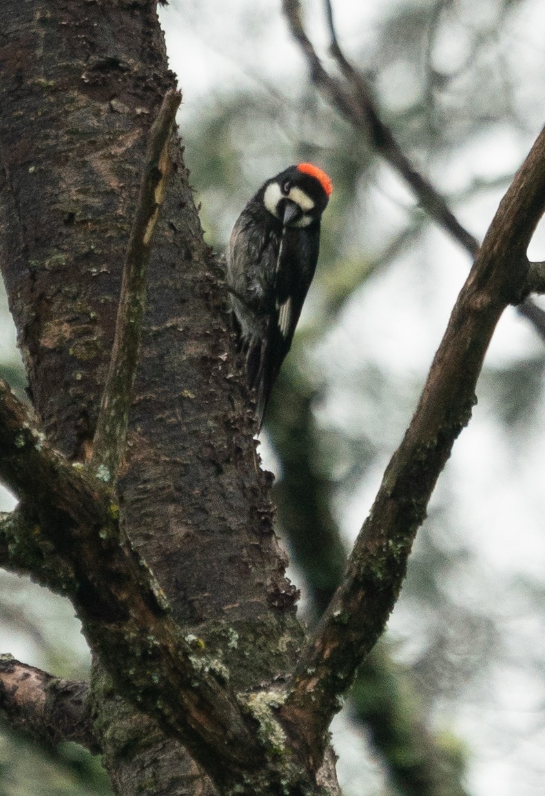 Acorn Woodpecker - ML512821781