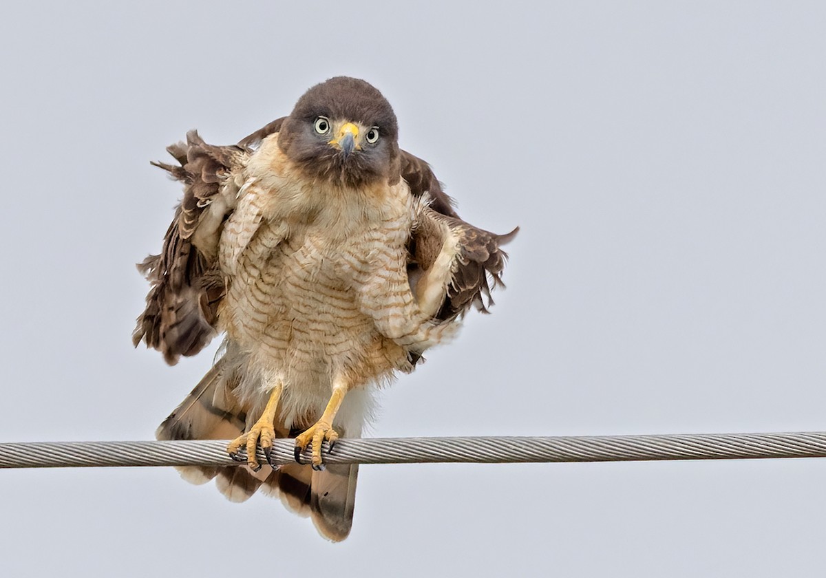Roadside Hawk - Lars Petersson | My World of Bird Photography