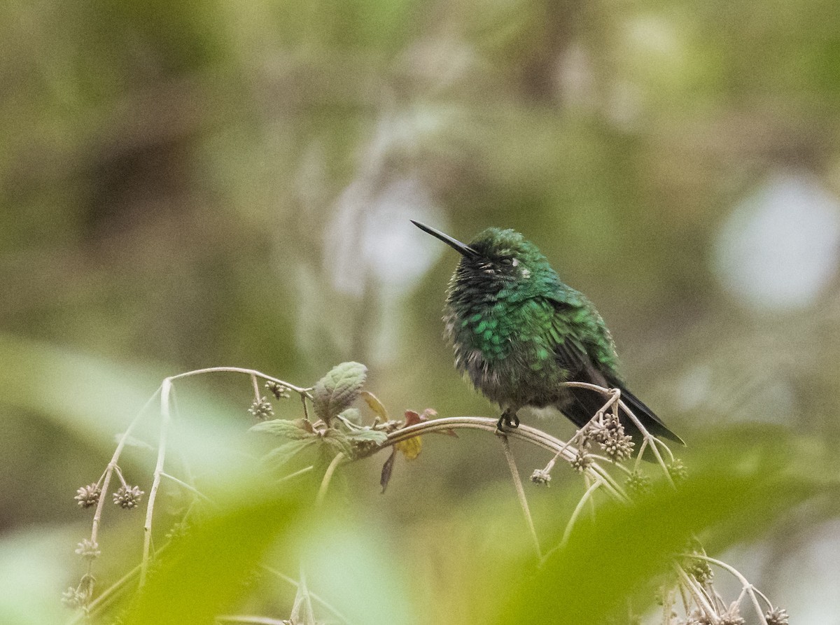 Blue-tailed Emerald - ML512828851