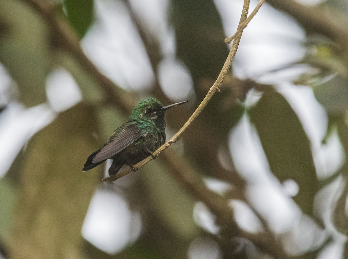 Blue-tailed Emerald - ML512828861