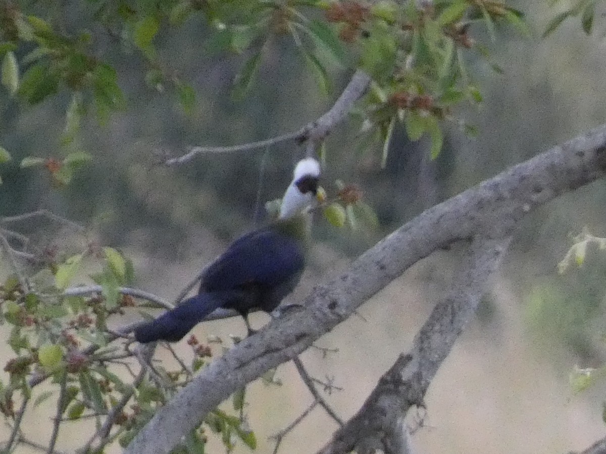 White-crested Turaco - ML512829511