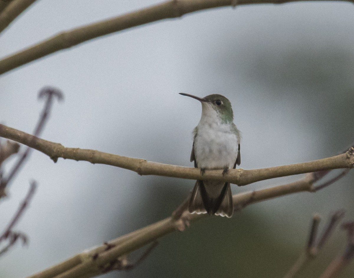 White-bellied Hummingbird - ML512829691