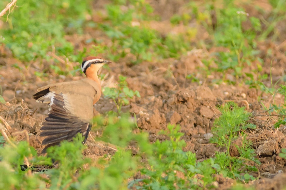 Indian Courser - ML51283441