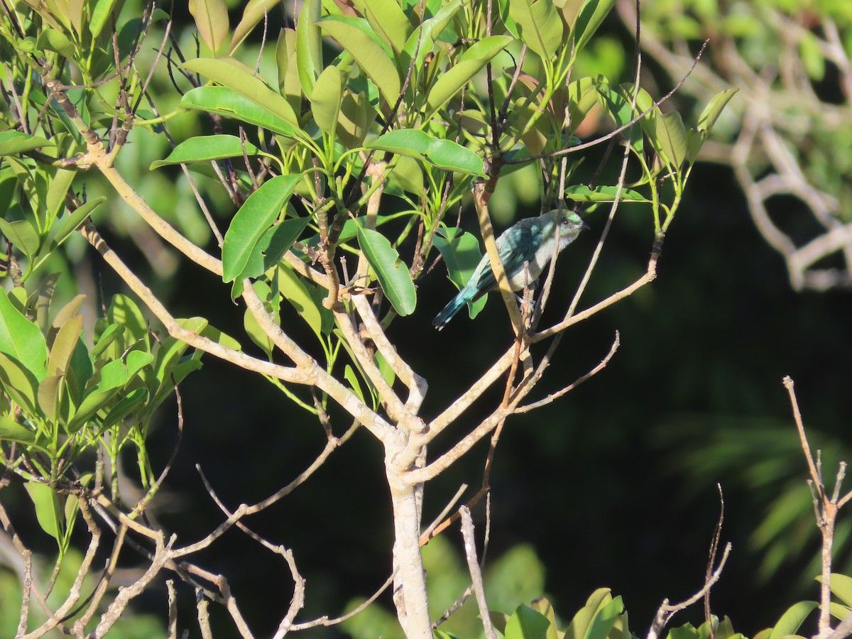Green-capped Tanager - ML512836221