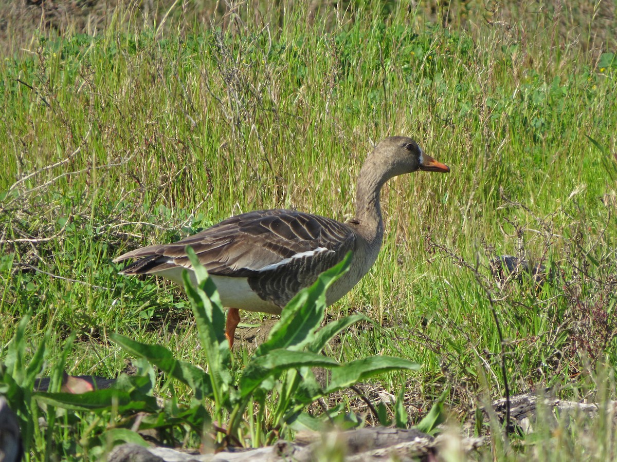Greater White-fronted Goose - Tom Edell
