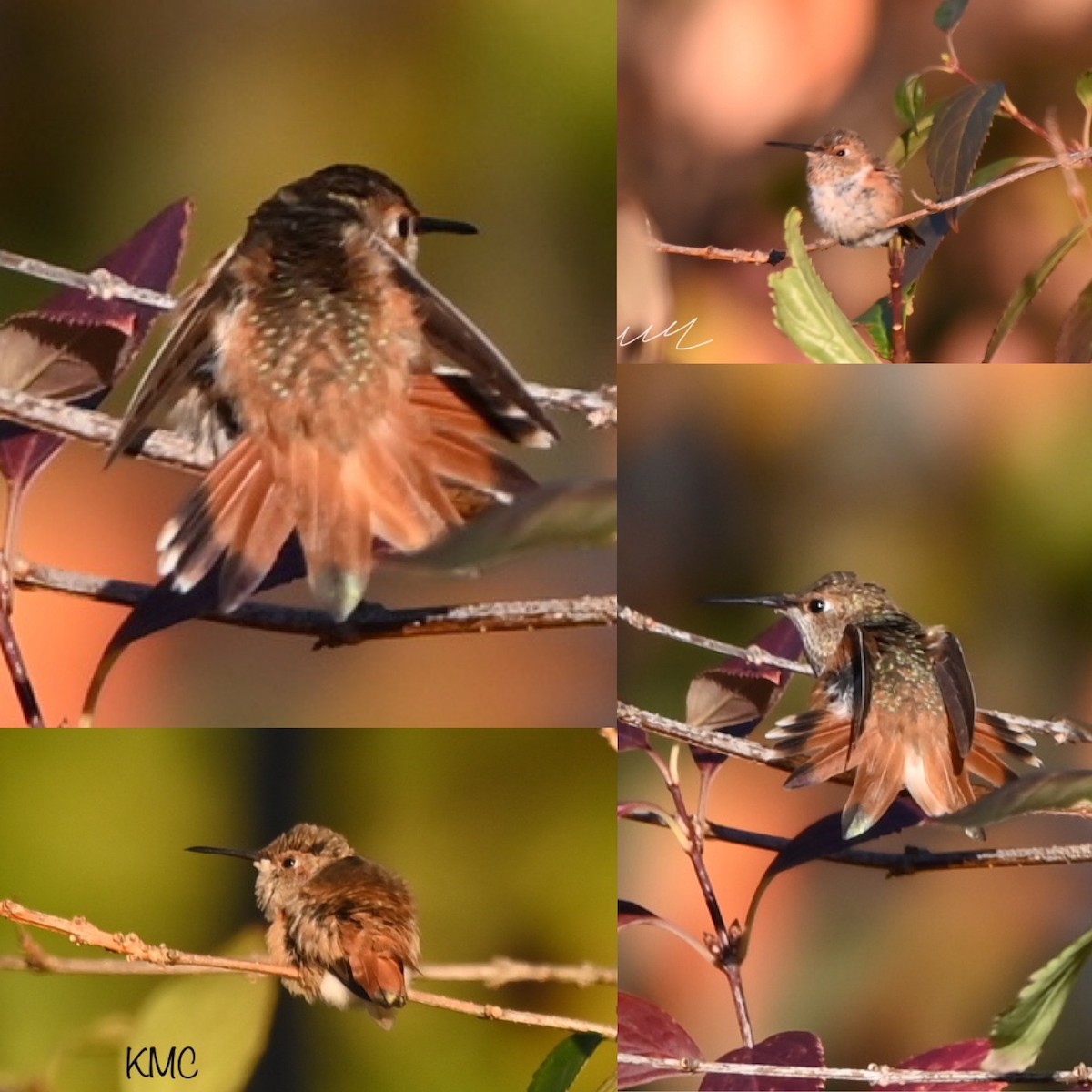 Allen's Hummingbird - ML512847421