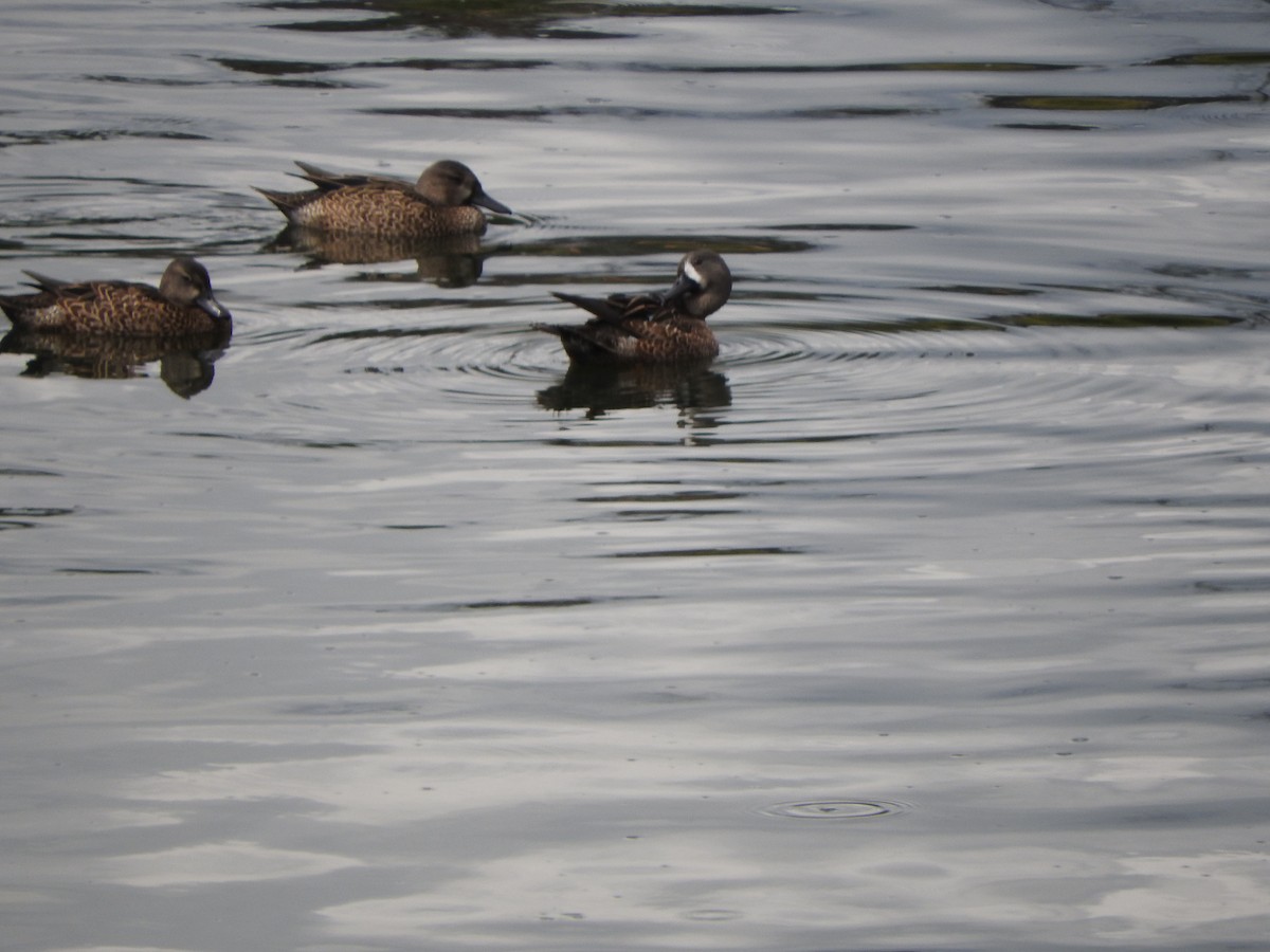 Blue-winged Teal - ML512857511