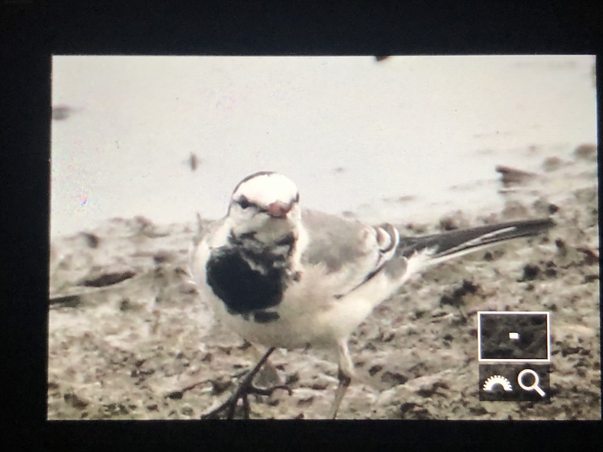 eBird Checklist - 13 Dec 2022 - Lake Elberta - 27 species