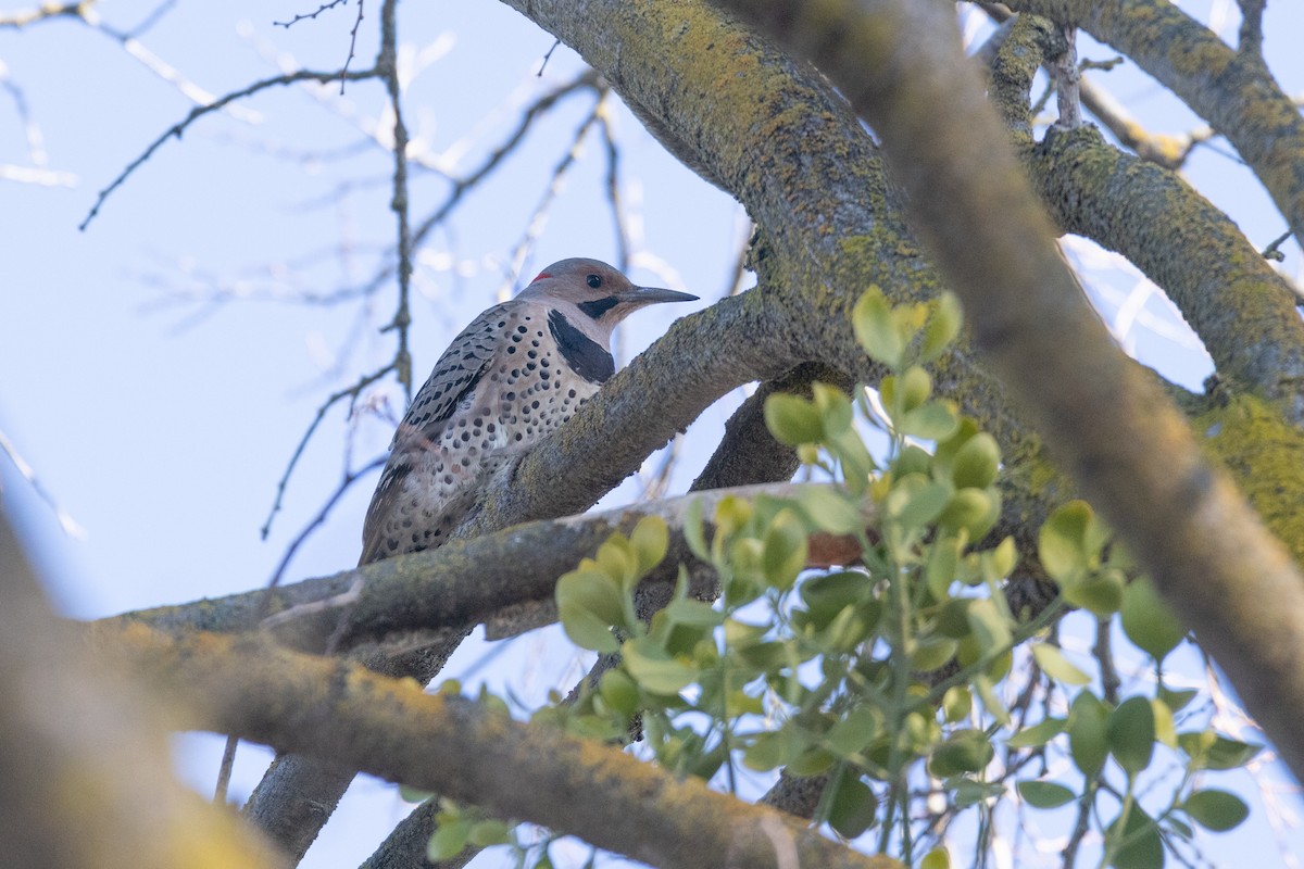 eBird Checklist 13 Dec 2022 CSU Stanislaus 32 species (+1 other taxa)