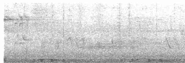 holub skalní (domácí) - ML512866581