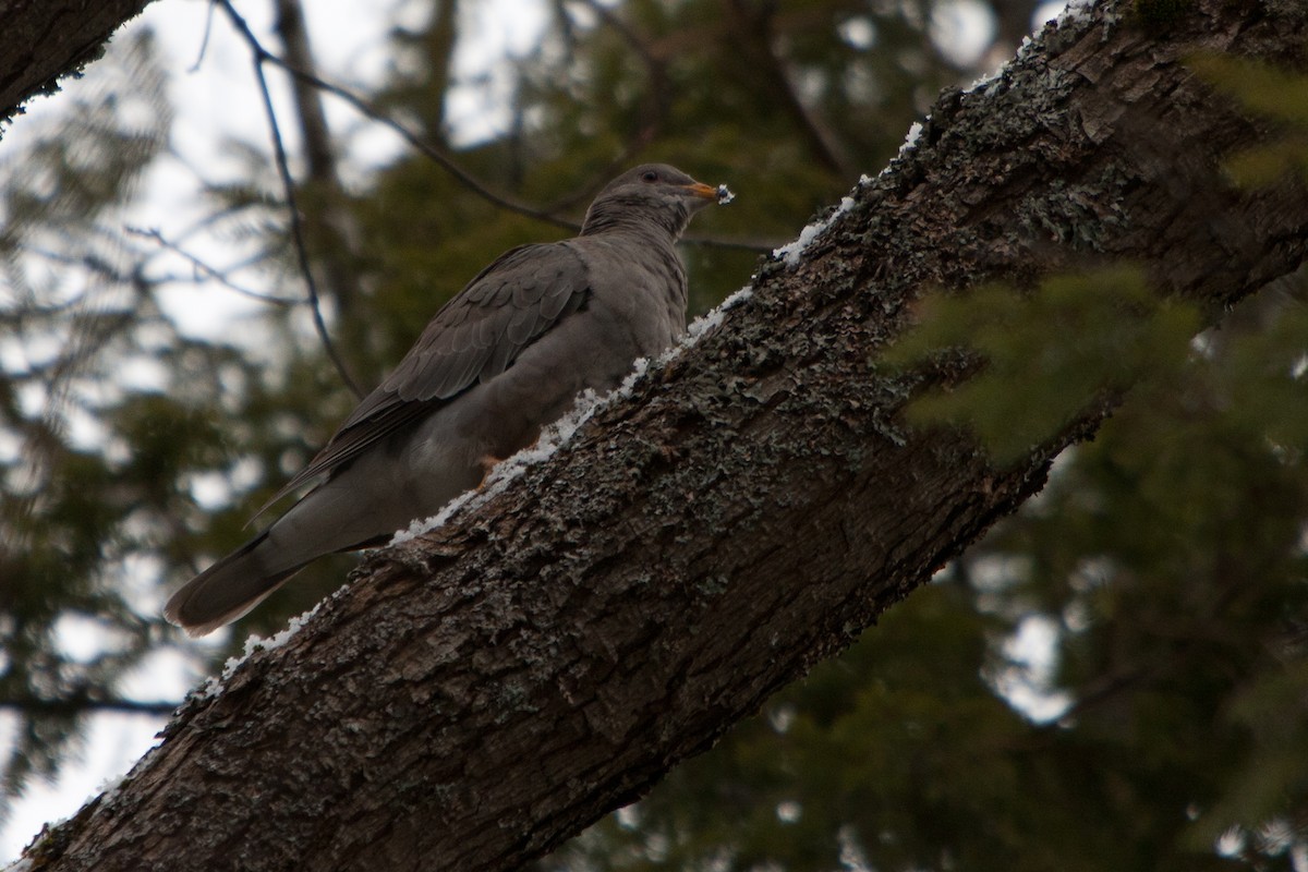 Band-tailed Pigeon - ML51287271