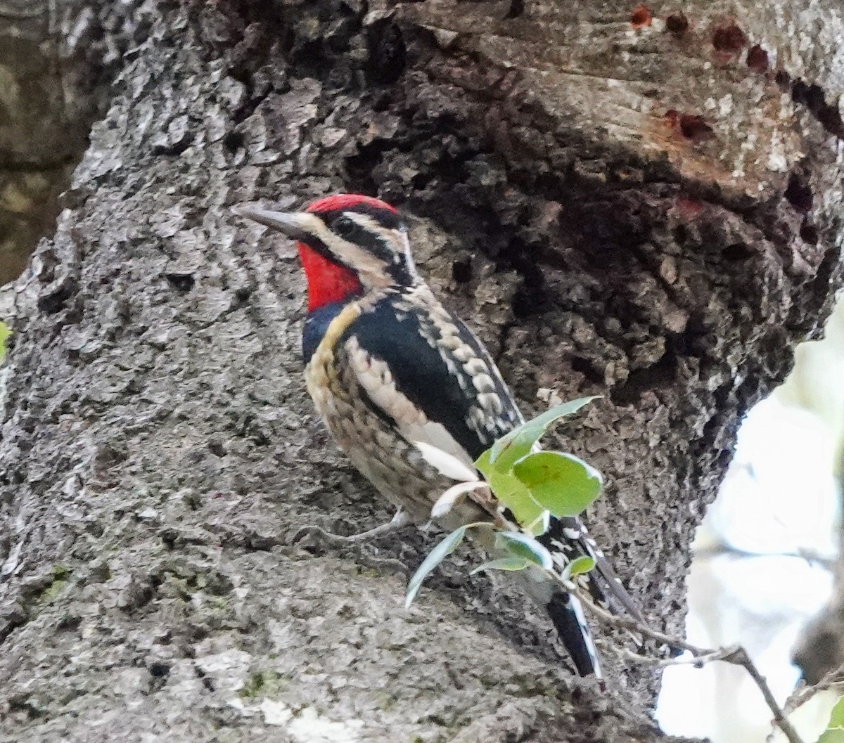 Желтобрюхий/Красногорлый дятел-сокоед - eBird