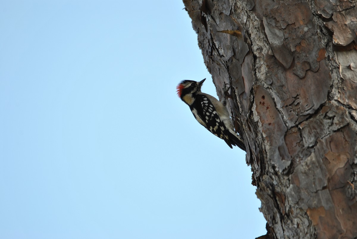 Downy Woodpecker - ML512875881