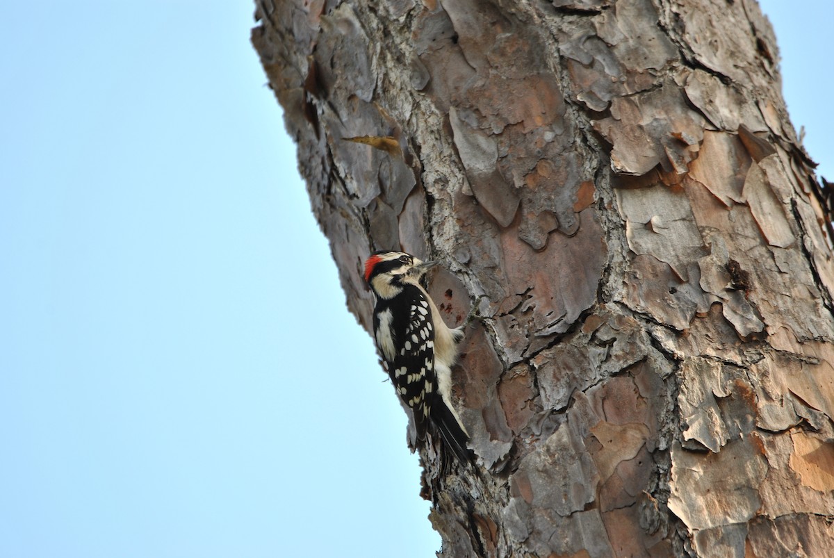 Downy Woodpecker - ML512875891