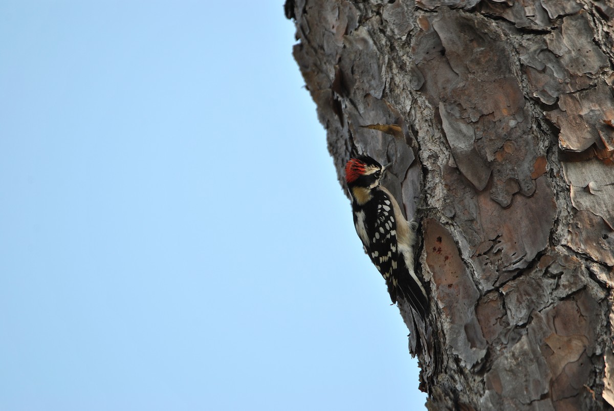Downy Woodpecker - ML512875901