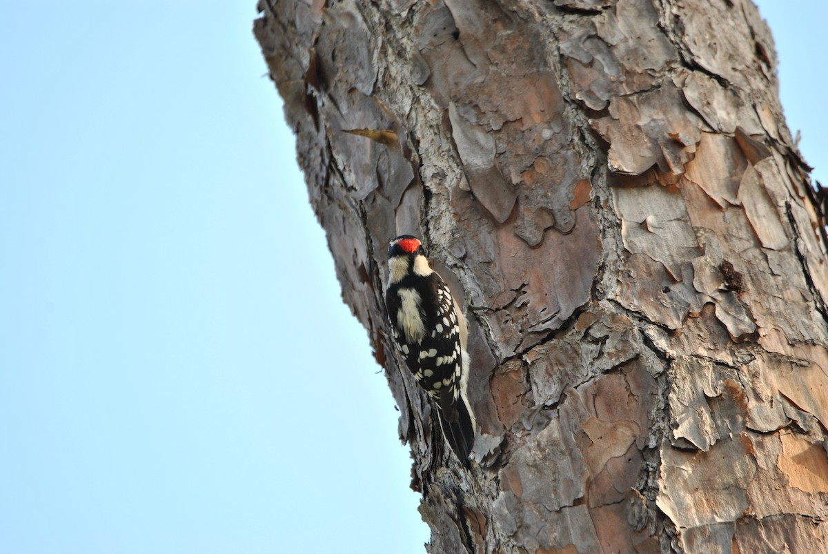 Downy Woodpecker - ML512875911