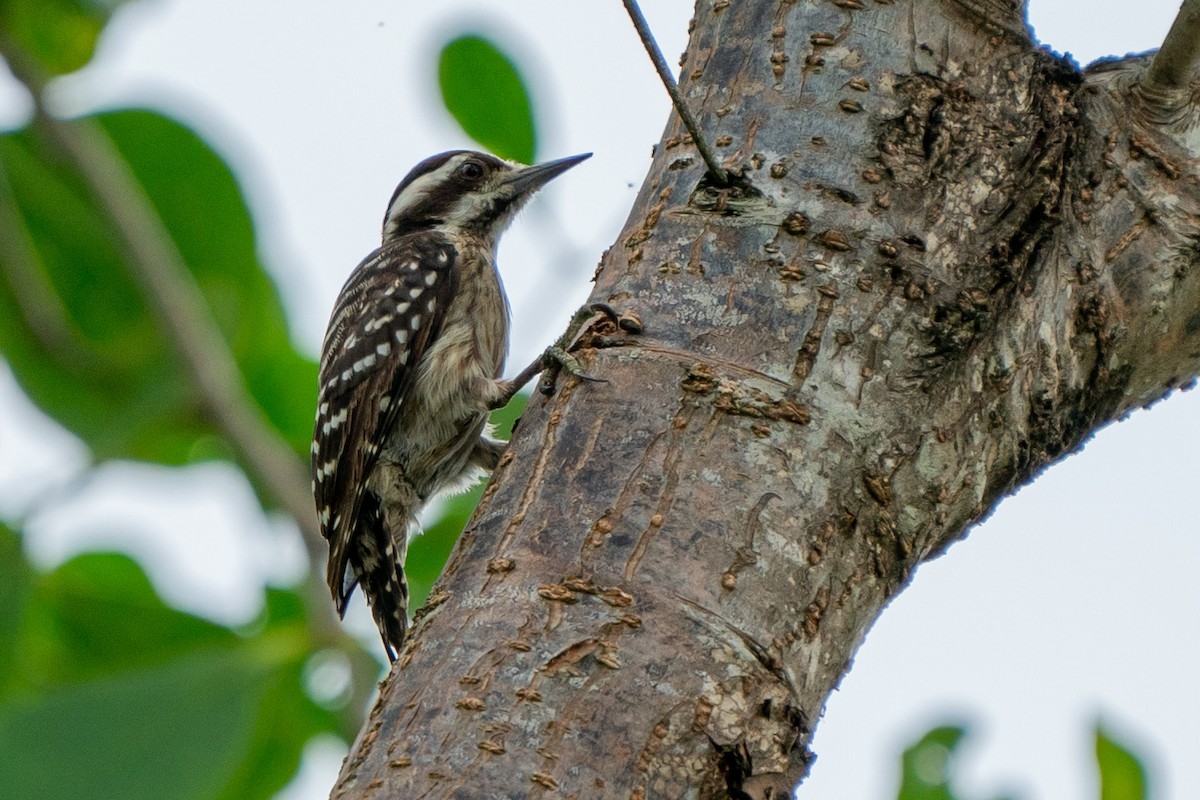 Sunda Pygmy Woodpecker - ML512892251