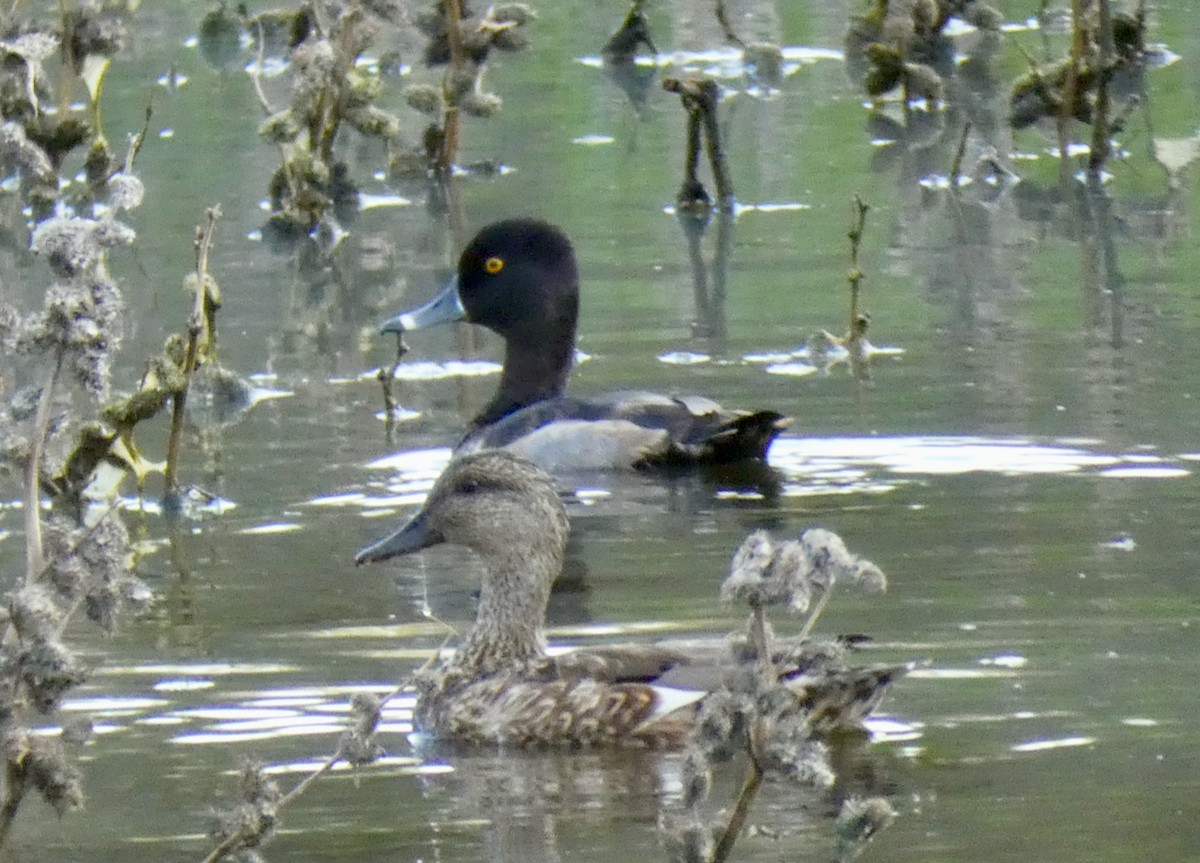 Ring-necked Duck - Mary Jane Gagnier
