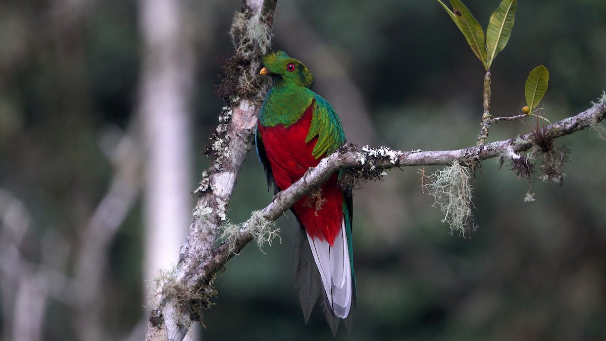 Crested Quetzal - ML512894631