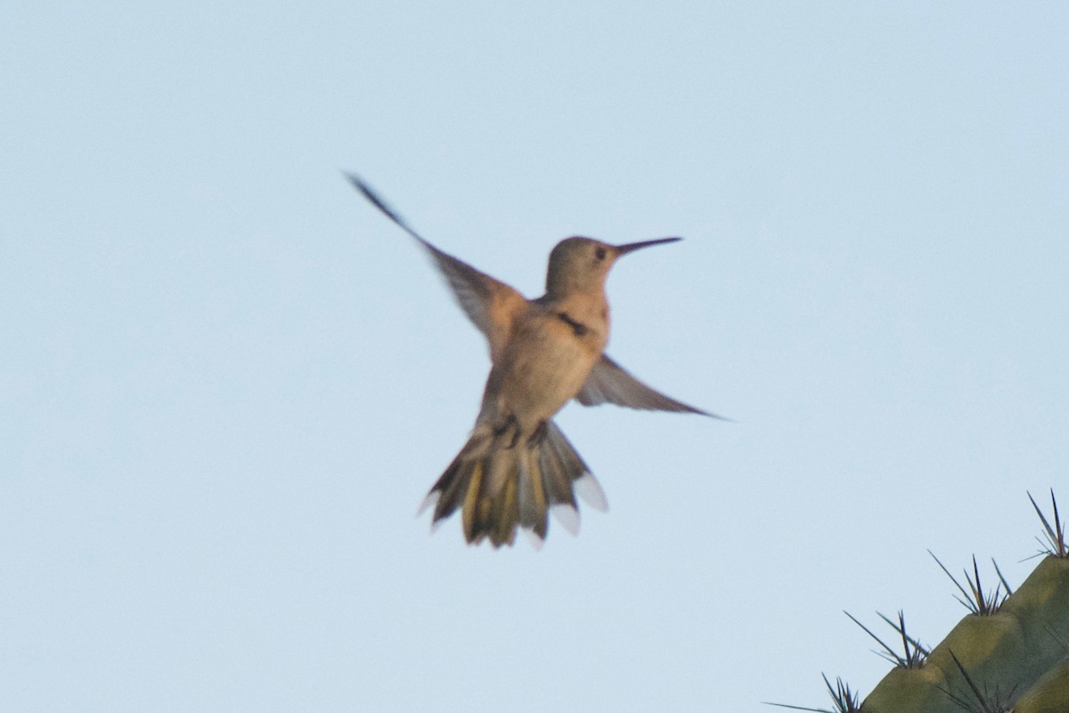 kolibřík rusoprsý - ML51289761