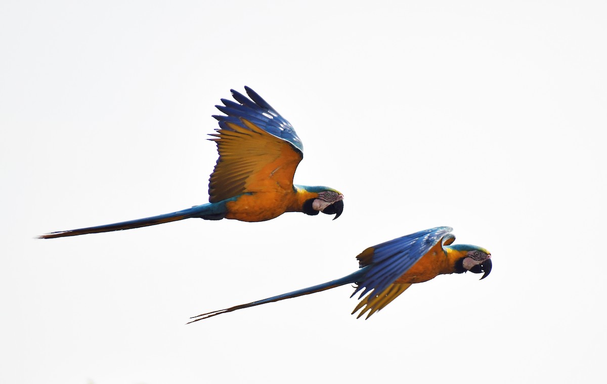 Blue-and-yellow Macaw - ML512899061