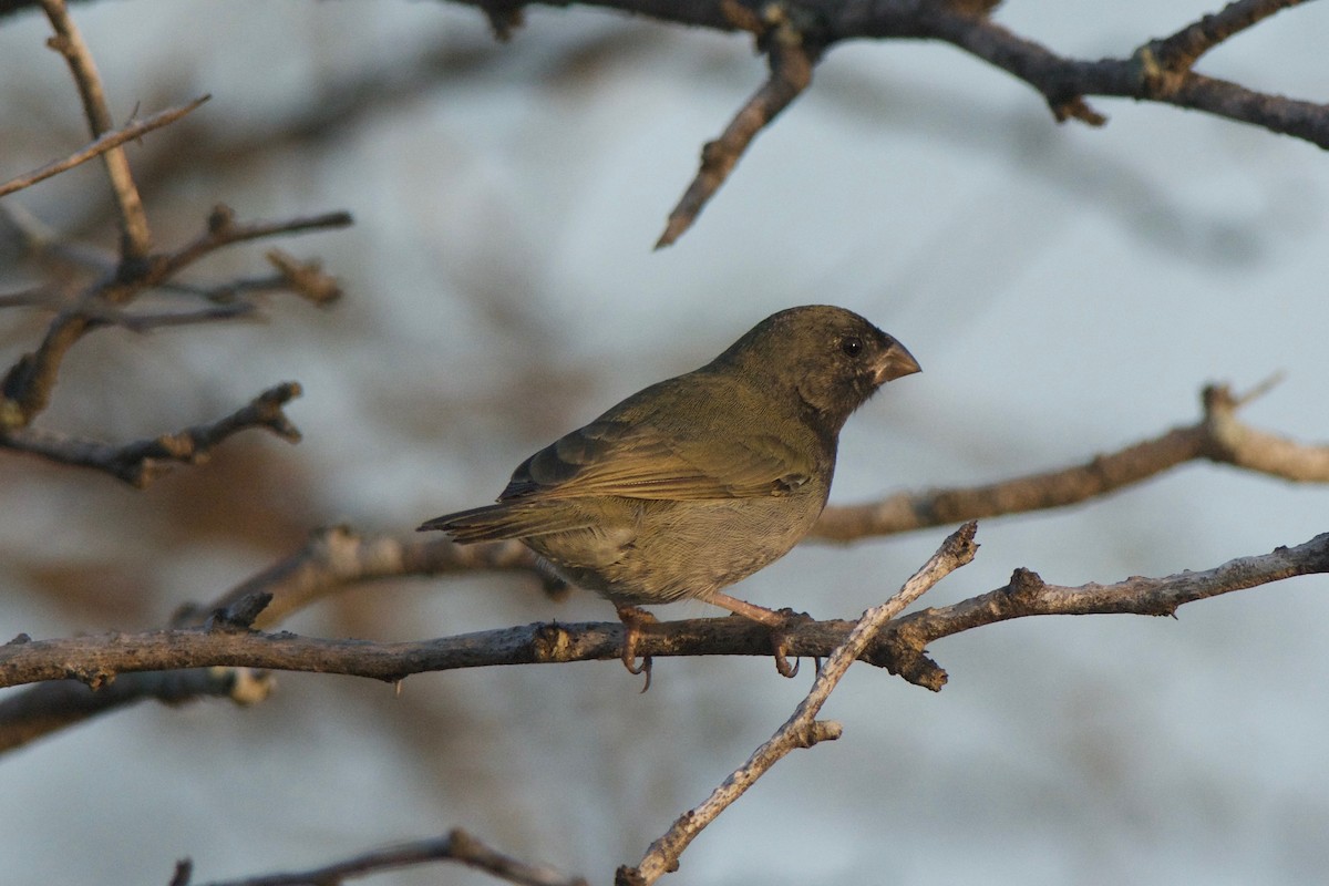 Black-faced Grassquit - Cory Gregory