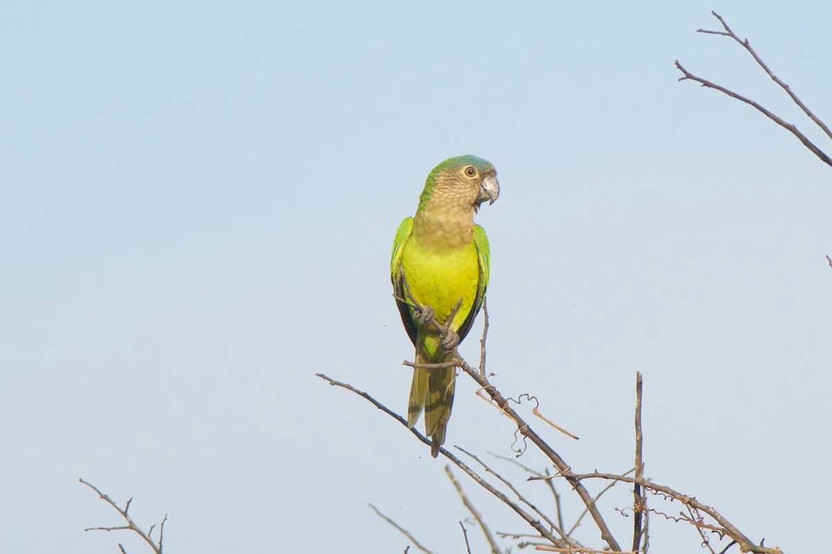 Brown-throated Parakeet - Cory Gregory