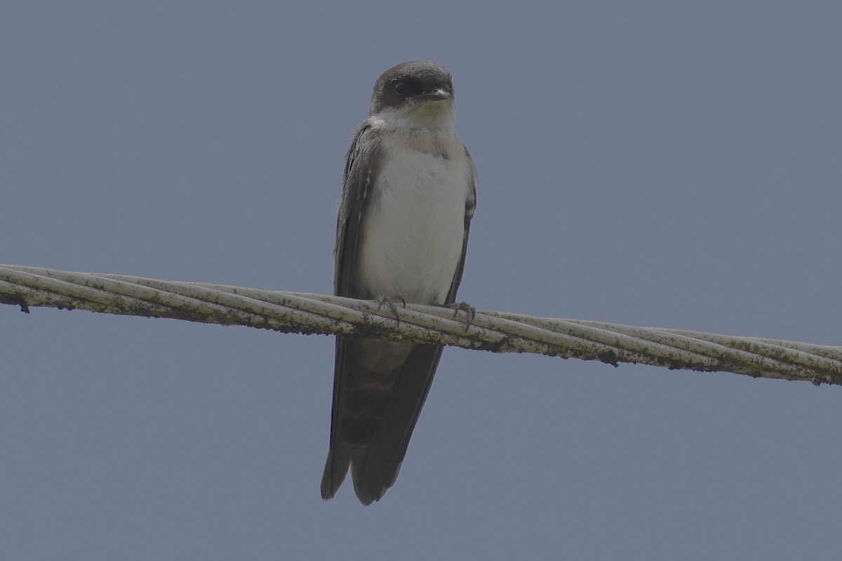 Pale-footed Swallow - ML512907531