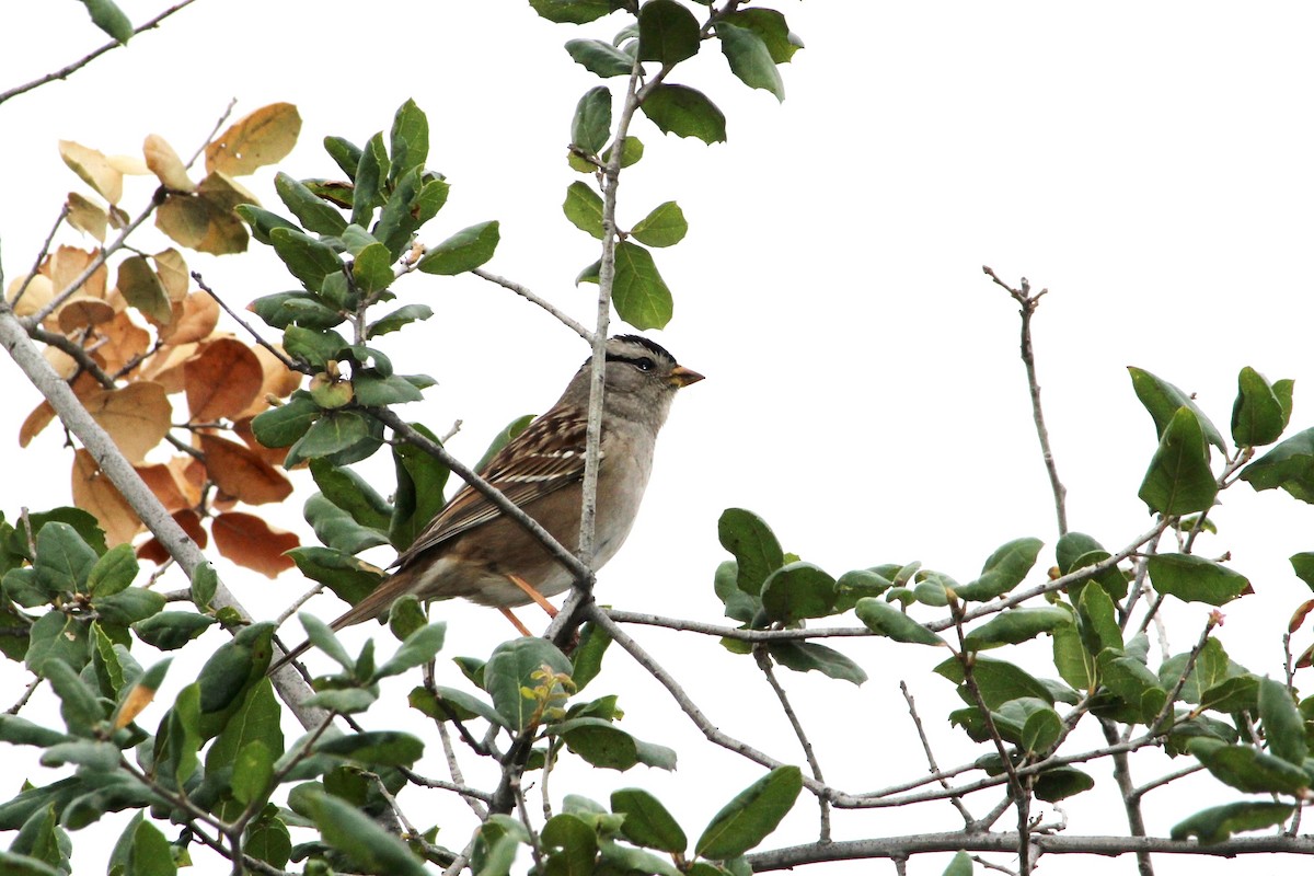 White-crowned Sparrow - Uma Sachdeva